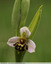 Orchidée abeille