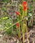 Arum (Arum italicum)