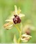Ophrys de mars