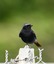 Rougequeue noir
