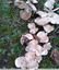 Champignon d'hiver