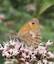 Le Fadet (Coenonympha pamphilus)