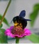 Abeille charpentière &#128029;