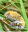 Chenille à identifier