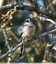 Mésange à longue queue