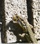 &#129422; Lézard des murailles.