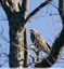 Buse variable ( Buteo buteo )