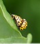 Coccinelle jaune à 22 points ( Psyllobora vigintiduopunctata )