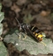 Frelon asiatique (Vespa velutina)