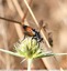 Mouche ( Cylindromya Brassicaria )