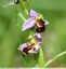 Ophrys &#128029; abeille.
