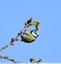 Mésange bleue