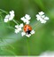 Coccinelle à sept points &#128030;