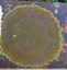 Lichen verdâtre