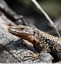 Lézards des murailles ( Podarcis muralis )