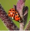 Coccinelle asiatique