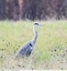 Héron cendré