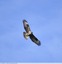 Buse variable