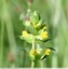 Rhinanthes