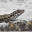 Lézard des murailles &#129422;