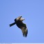 Buse variable