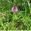 Orchis pyramidal