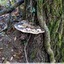 Polypore