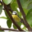 Mésange bleue