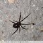 Théridudè (Steatoda grossa) ??