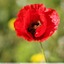 Coquelicot