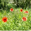 Coquelicots