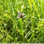 Ophris abeille ?