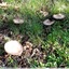 Champignon à déterminer