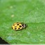 Coccinelle à damier ( Propylea quatuordecimpunctata )