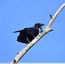 Corneille noire