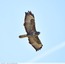 Buse variable