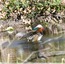 Canard mandarin&#129414;Couple