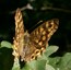 Le Tircis (Pararge aegeria)