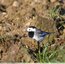 Bergeronnette grise ( Motacilla alba )