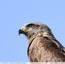 Buse variable