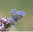 Azuré de la bugrane