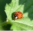 Coccinelle asiatique