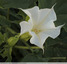 Datura stramoine
