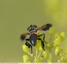 Mouche à plumes ( Trichopoda pennipes )