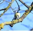 Mésange bleue