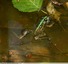 Grenouilles &#128056;