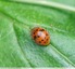 Coccinelle à 24 points ( Subcocinella vigintiquatuorpunctata )