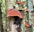 Oreilles de juda (champignons)