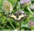 Machaon