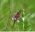 Orchis pyramidal